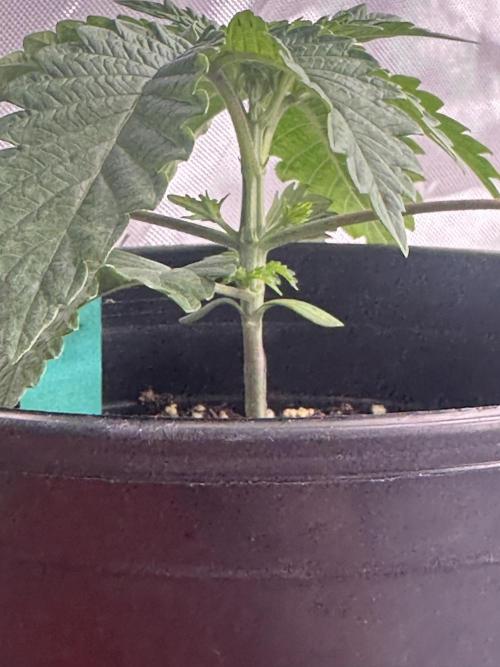 Dialed In: Environment First. Week 2