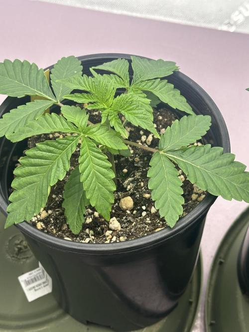 Dialed In: Environment First. Week 2