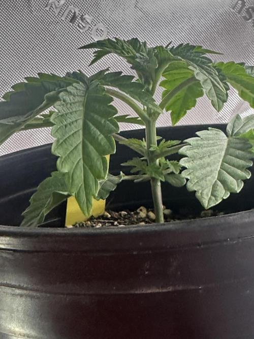 Dialed In: Environment First. Week 2