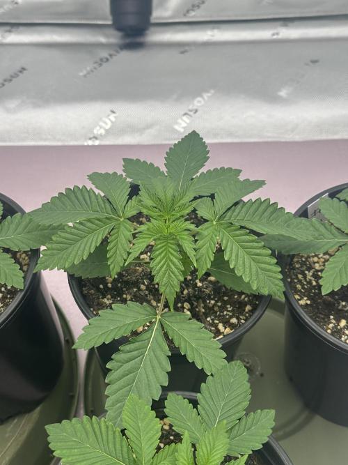 Dialed In: Environment First. Week 2 - This one at early stages is showing to be a stretcher. 