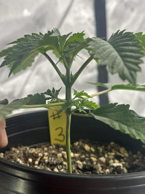 Dialed In: Environment First. Week 2