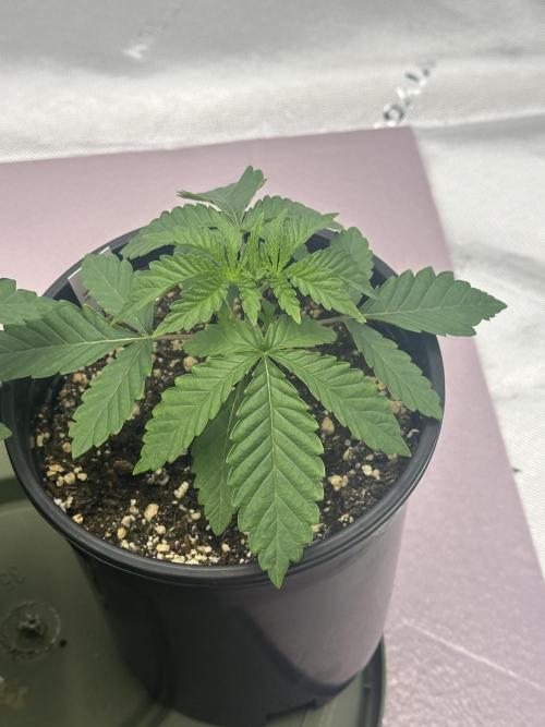 Dialed In: Environment First. Week 2