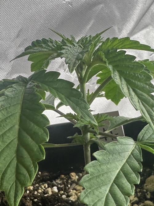 Dialed In: Environment First. Week 2 - Good over all plant 