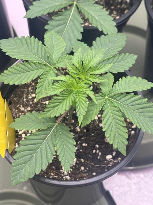 Dialed In: Environment First. Week 2