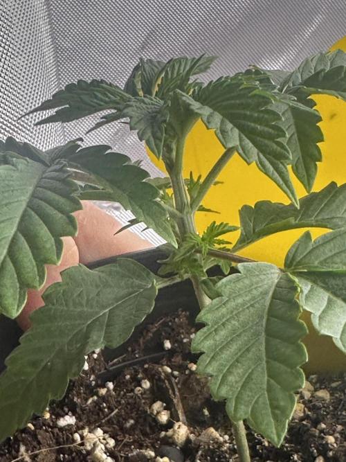 Dialed In: Environment First. Week 2 - Like pheno 3 this one wants to grow. 