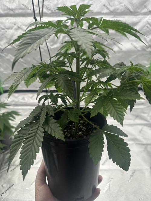 Dialed In: Environment First. Week 3