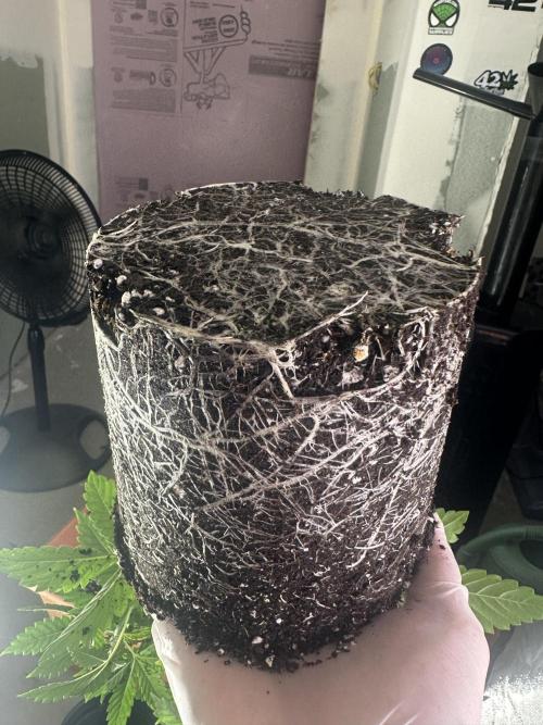 Dialed In: Environment First. Week 3