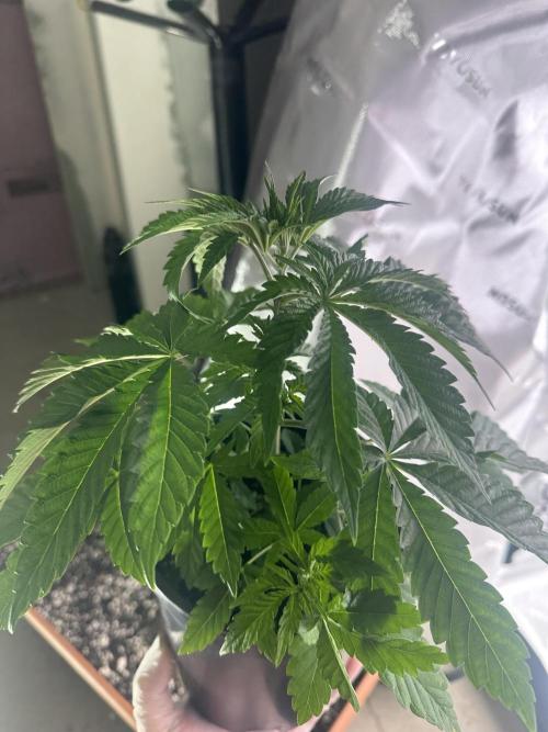 Dialed In: Environment First. Week 3