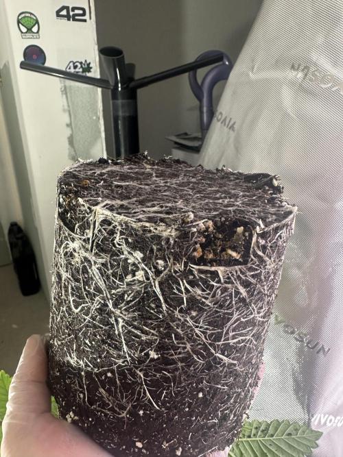 Dialed In: Environment First. Week 3