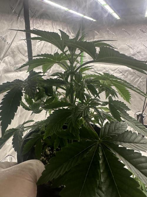 Dialed In: Environment First. Week 3