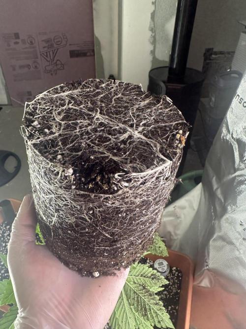 Dialed In: Environment First. Week 3