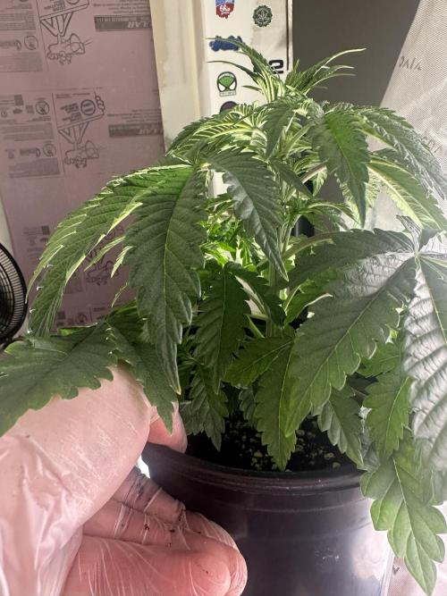 Dialed In: Environment First. Week 3