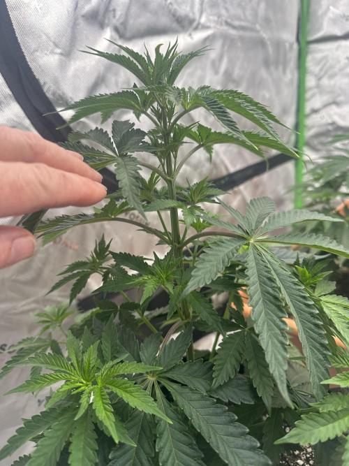 Dialed In: Environment First. Week 4