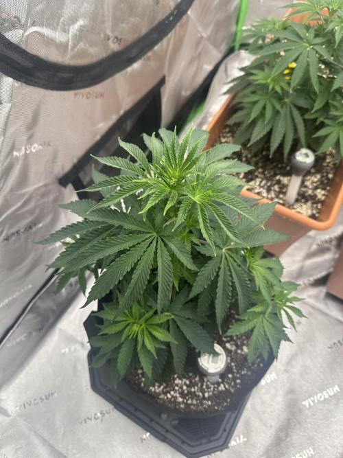 Dialed In: Environment First. Week 4