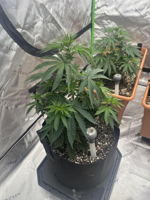 Dialed In: Environment First. Week 4