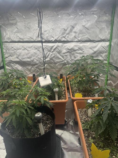 Dialed In: Environment First. Week 4