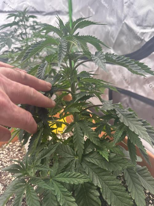 Dialed In: Environment First. Week 4