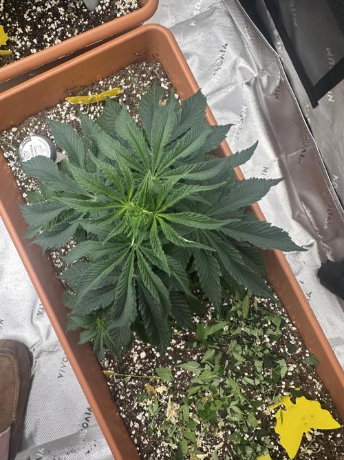 Dialed In: Environment First. Week 4