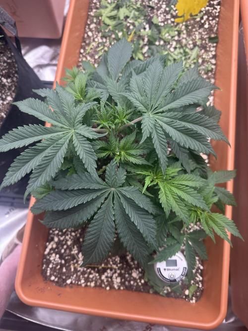 Dialed In: Environment First. Week 4