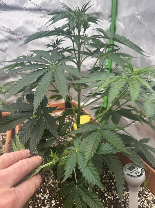 Dialed In: Environment First. Week 4