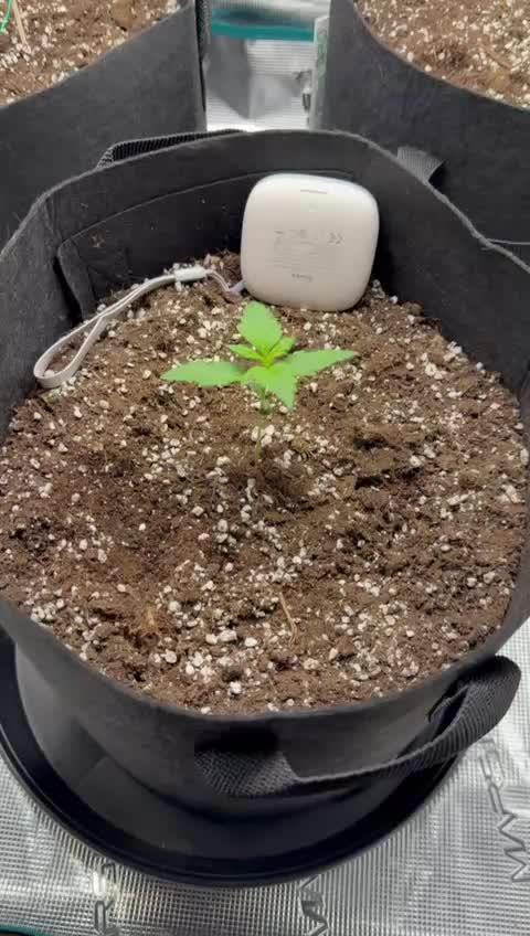 Gorilla Cookies Auto