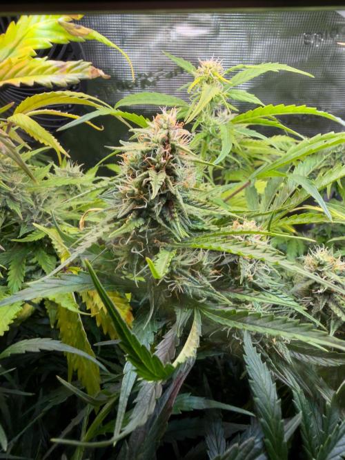 Super Skunk Automatic. Week 11