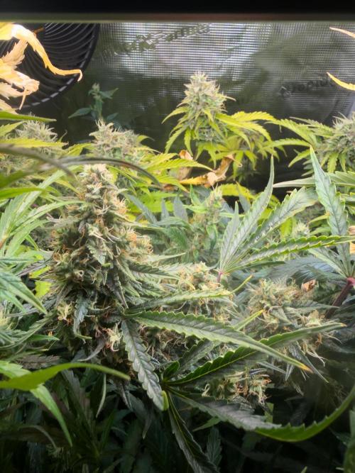 Super Skunk Automatic. Week 11