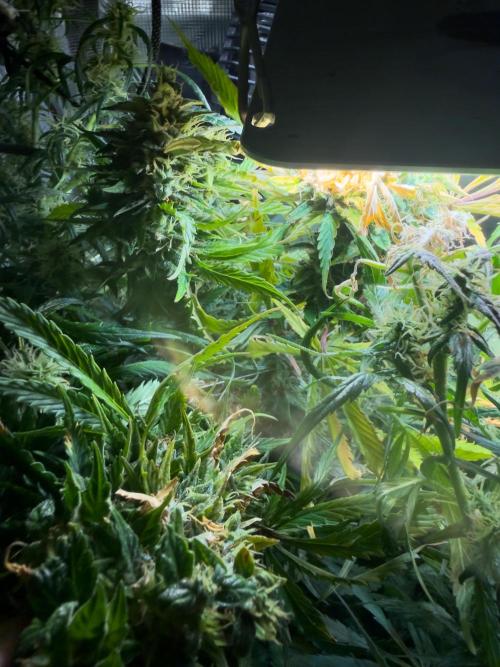 Super Skunk Automatic. Week 11