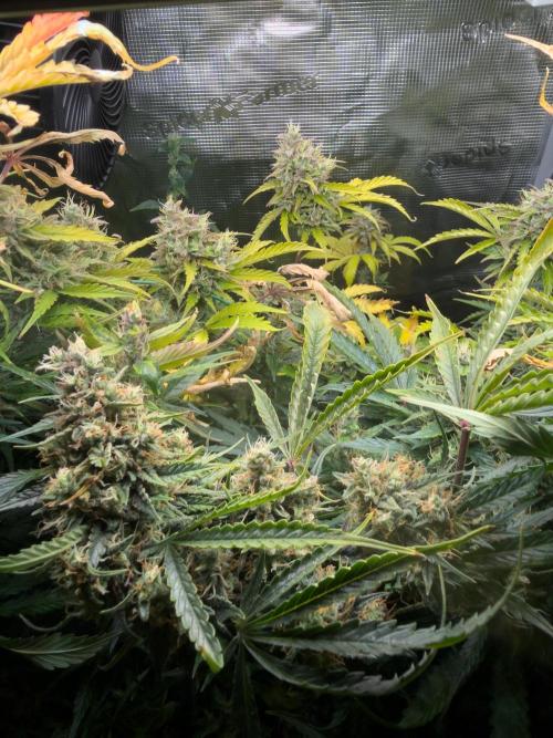 Super Skunk Automatic. Week 11