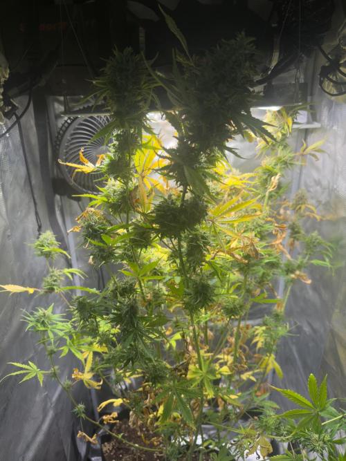 Super Skunk Automatic. Week 11