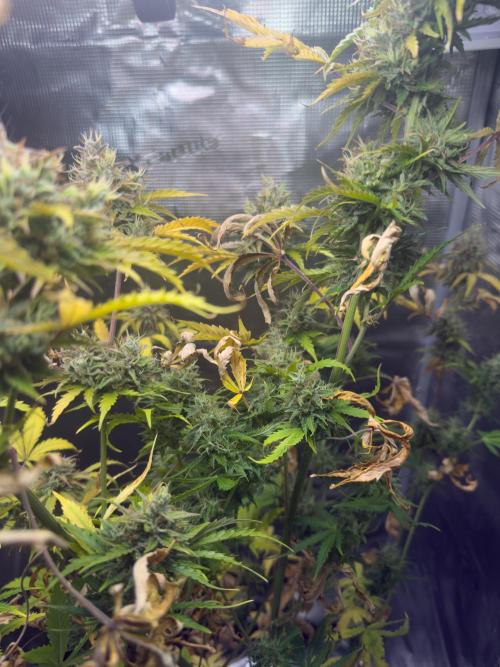 Super Skunk Automatic. Week 11