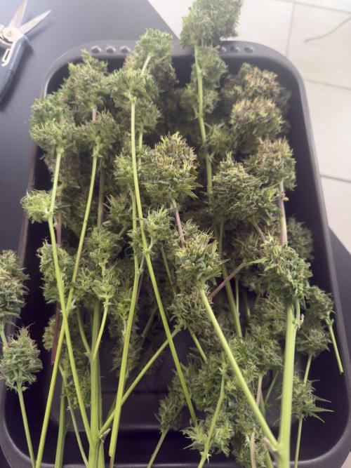 Super Skunk Automatic. Week 11