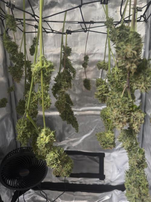 Super Skunk Automatic. Week 11