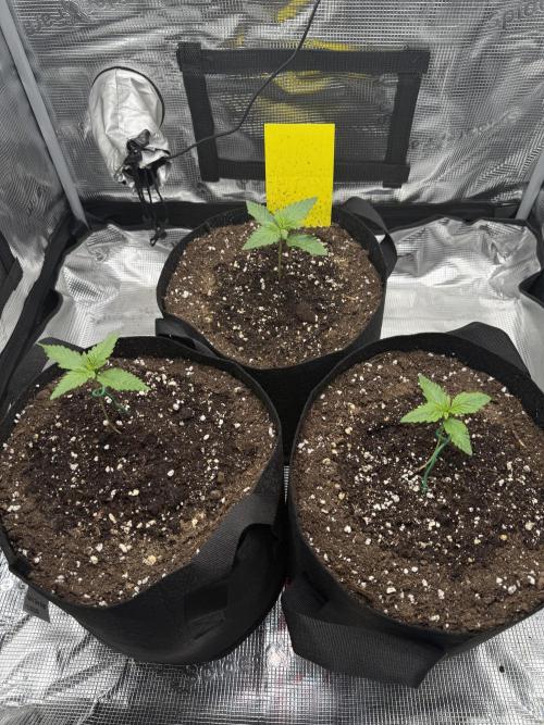 Purple Haze Automatic. Week 1