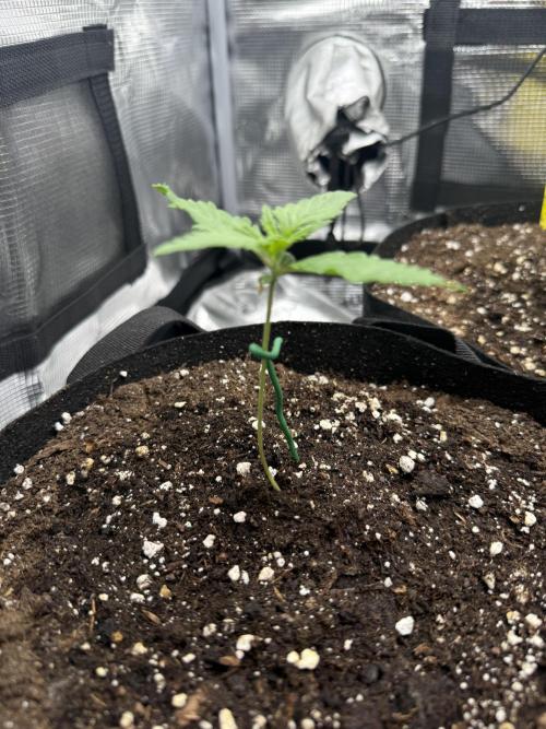 Purple Haze Automatic. Week 1