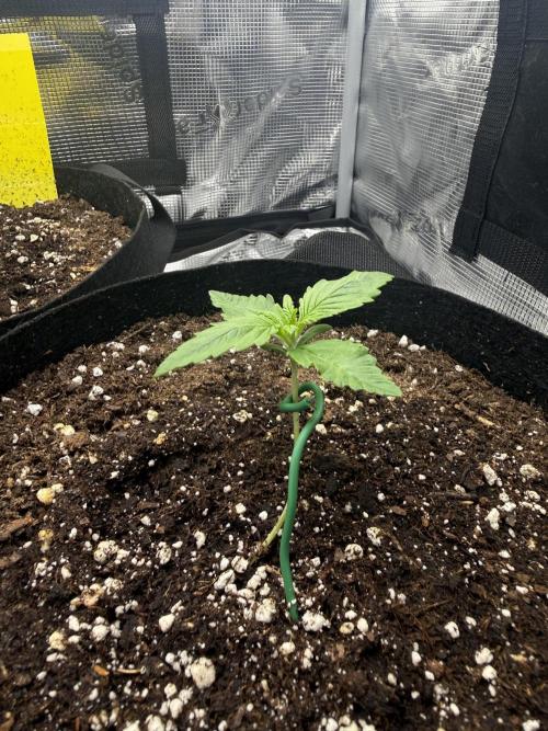 Purple Haze Automatic. Week 1