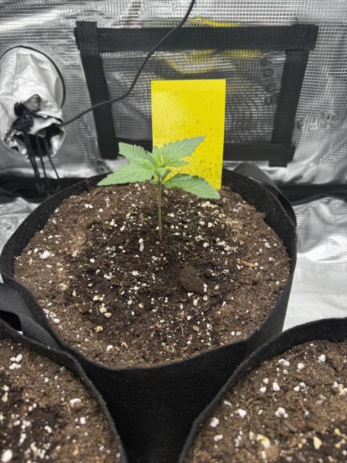 Purple Haze Automatic. Week 1