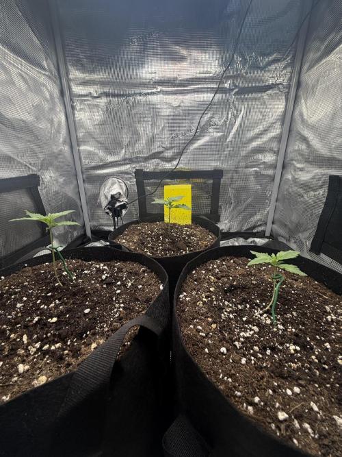 Purple Haze Automatic. Week 1