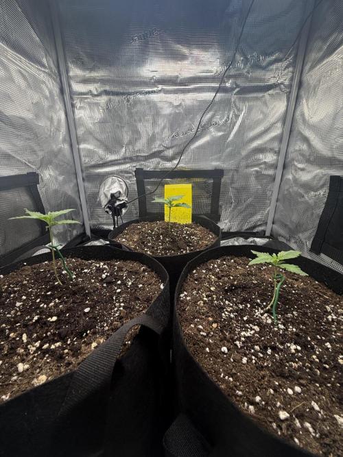 Purple Haze Automatic. Week 1