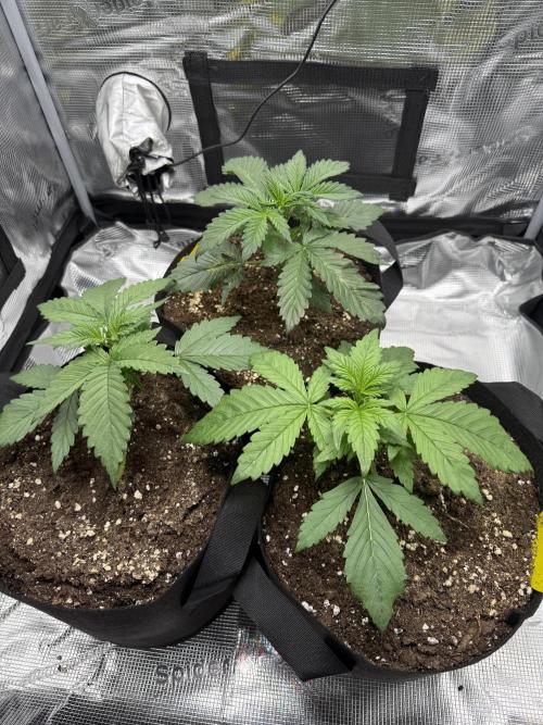 Purple Haze Automatic. Week 2