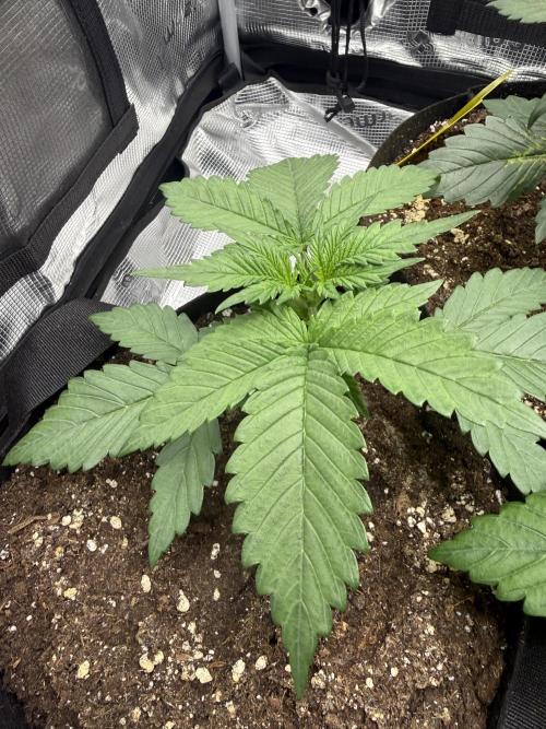 Purple Haze Automatic. Week 2