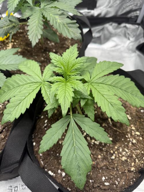 Purple Haze Automatic. Week 2