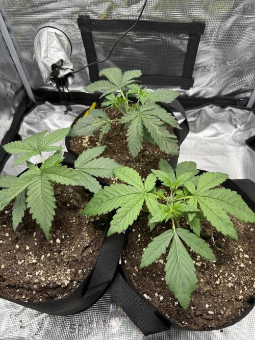 Purple Haze Automatic. Week 2