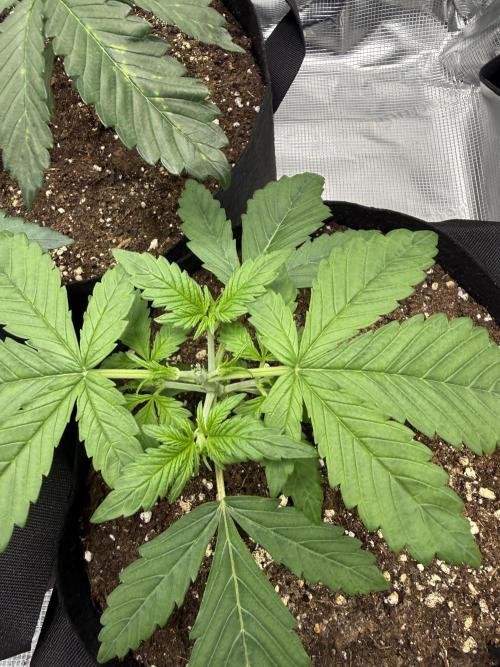 Purple Haze Automatic. Week 2