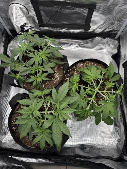 Purple Haze Automatic. Week 3