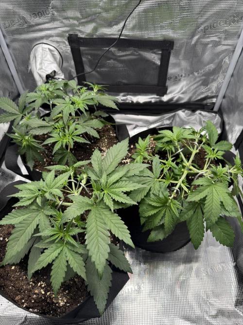 Purple Haze Automatic. Week 3