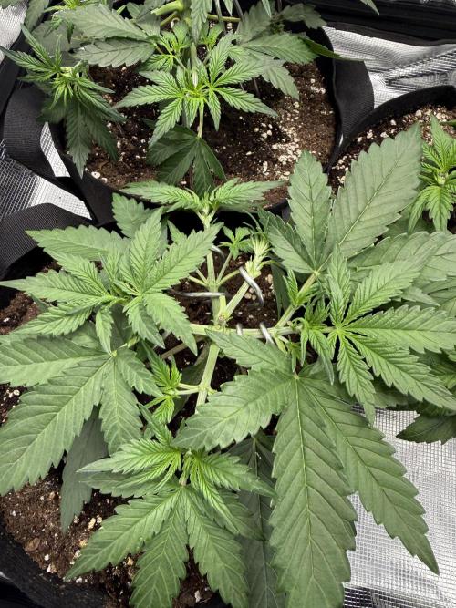 Purple Haze Automatic. Week 3