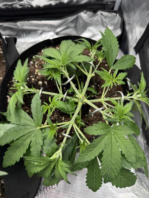 Purple Haze Automatic. Week 3