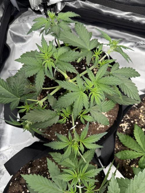 Purple Haze Automatic. Week 3