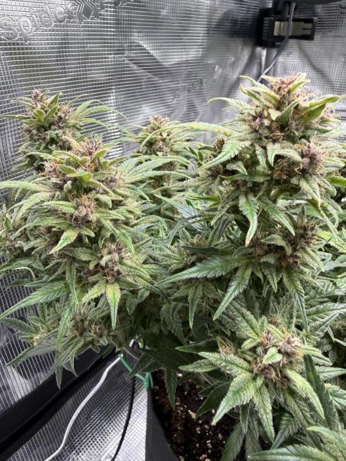 Purple Haze Automatic. Week 6